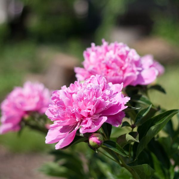 Peonia in vaso in Agricola.